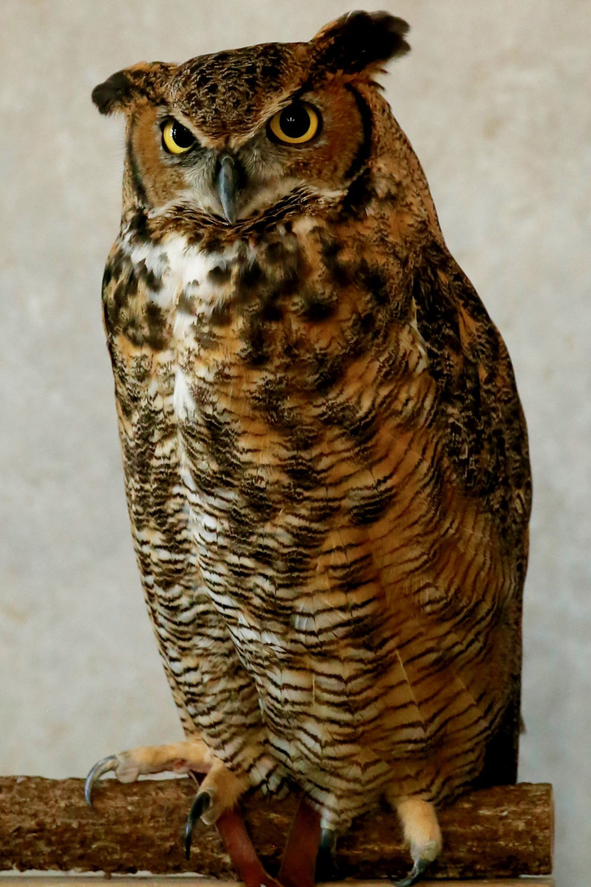 International Owl Awareness Day